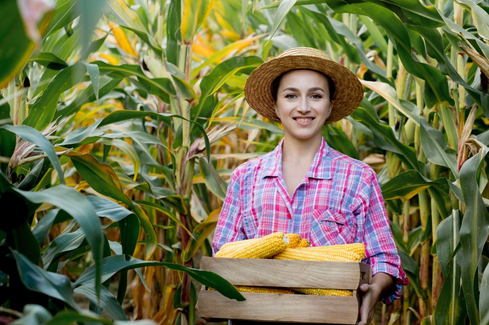 Você está à procura de crédito rural em Primavera do Leste, para adquirir um novo maquinário ou expandir a comercialização dos produtos do seu agronegócio? O Sicoob Primavera MT pode te ajudar! Fique aqui para entender como conseguir crédito rural na agência do Sicoob no seu município e como utilizar esse recurso. O que é crédito rural? É um financiamento específico para o segmento de agronegócio, para estimular a atividade econômica no Brasil. Com o Crédito Rural Sicoob, o produtor consegue aplicar o recurso para fazer várias melhorias no ciclo de produção, desde a compra de insumos para a plantação até a comercialização dos produtos. O crédito para produtor rural pode ser aplicado não só para as atividades pecuária e de agricultura, como também aquícola e de pesca. Instituições financeiras, como o Sicoob Primavera, oferecem esse financiamento para produtores rurais familiares, de pequeno, médio e grande porte, sendo pessoa física ou jurídica. Contudo, não é qualquer instituição que está autorizada a ceder este recurso. Ela precisa seguir as normas do Conselho Monetário Nacional (CMN), que estão publicadas no Manual de Crédito Rural do BCB. É neste manual, por exemplo, que estão as regras de concessão do crédito rural para compra de terra, não apenas para as instituições financeiras, como também para os beneficiários. Inserir vídeo: https://www.youtube.com/watch?v=oo5V0psdusY Mas, o que é título de crédito rural? É o mesmo que cédula de crédito rural, um título representativo que a instituição credora emite para o produtor ou a cooperativa rural. Assim, o beneficiário consegue utilizar o recurso conforme a finalidade e o valor estabelecidos no contrato do financiamento. Veja também: Crédito Consignado Primavera do Leste Seguro de automóvel Primavera do Leste Crédito rural: como funciona no Sicoob? O crédito rural em Primavera do Leste é destinado para produtores e cooperativas rurais que querem modernizar ou expandir a produção. Pode ser para custeio, investimento, comercialização e industrialização. Conheça a diferença entre as linhas de crédito rural do Sicoob: • Crédito rural de custeio Com esta linha de crédito, o produtor rural consegue custear as despesas essenciais do dia a dia da sua linha de produção. Portanto, pode ser utilizada para a compra de ração, mudas, vacinas, medicamentos, fertilizantes e mão de obra. Para a agricultura, o financiamento pode incluir também processos de beneficiamento ou industrialização, dependendo do tamanho da produção do agronegócio. E para pecuária, aquicultura e pesca artesanal ou industrial, abrange a silagem, a limpeza e a reforma de pastagens. • Crédito rural de investimento Aqui, o investimento pode ser aplicado em bens e processos, nos quais a benfeitoria permaneça por vários ciclos produtivos. Portanto, é um tipo de crédito rural para compra de gado e novas máquinas agrícolas, implementação de sistemas e tecnologias sustentáveis na linha de produção, modernização da infraestrutura ou aprimoramento de etapas da produção, como o beneficiamento, a armazenagem, o processamento e a comercialização. • Crédito rural de comercialização Produtoras rurais de grande porte e cooperativas agrícolas podem utilizar este crédito para viabilizar o armazenamento dos produtos, assim como sua conservação até a sua chegada no mercado. Também serve para que o cooperado do Sicoob Primavera receba um adiantamento do pagamento que tem a receber com a comercialização do seu produto. • Crédito rural de industrialização Por fim, temos o crédito rural em Primavera do Leste para os produtores que buscam viabilizar a industrialização dos seus produtos, desde que a pós-produção aconteça dentro da propriedade rural da produção. Sendo assim, pode ser utilizado para o beneficiamento (limpeza, secagem, descascamento, pasteurização e refrigeração), insumos (embalagem, rótulo, conservantes, condimentos e adoçantes), mão de obra, manutenção dos equipamentos utilizados no processo produtivo, seguros e impostos. O que tem no Sicoob: crédito rural para diferentes tamanhos de produção Antes de tudo, devemos ressaltar que esses tipos de financiamento do Sicoob Primavera não incluem o crédito para compra de imovel rural. Para isso, você deve solicitar um financiamento de propriedade rural ou participar de um consórcio rural. Enfim, o crédito rural em Primavera do Leste é uma solução do Sicoob para estimular o crescimento do agronegócio, de forma justa para todos os produtores que procuram por uma linha de crédito com taxas mais atrativas e com muito menos burocracia. Produtores familiares, de pequeno e médio porte, podem contar com o crédito rural de custeio e investimento. E produtores rurais de grande porte e cooperativas de produtores podem utilizar, além desses, o crédito rural de comercialização e industrialização. Agora que você já sabe como funciona o crédito rural do Sicoob, veja como adquirir crédito rural do Sicoob Primavera MT para seu agronegócio. Quem pode solicitar crédito rural em Primavera do Leste? O financiamento pode vir diretamente dos fundos do Sicoob ou dos programas de repasse de instituições federais. Nesse último caso, os produtores precisam se enquadrar nos requisitos das linhas de crédito para o tamanho da sua produção. Confira: Além dos produtores rurais, outros indivíduos podem solicitar o crédito rural em Primavera do Leste do Sicoob. Por exemplo, pessoas jurídicas e físicas que atuam com: Pesquisa ou produção de sementes ou mudas, embriões e sêmen para inseminação artificial; Prestação de serviços mecanizados para o agronegócio e inseminação artificial, ambos em propriedade rural; Atividades florestais. E sabia que se você já for um cooperado Sicoob e tiver o App Sicoob instalado no seu celular, consegue pedir seu crédito rural online? Mas se preferir, ou ainda não for um cooperado, pode conversar com um dos consultores na agência Sicoob mais próxima! Conheça os endereços das nossas agências: