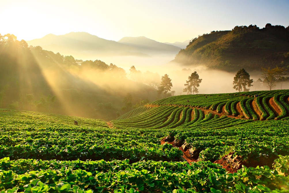 Sabia que quem tem uma plantação ou uma criação de gado pode utilizar o crédito rural em Campo Verde para melhorar o ciclo produtivo do agronegócio? Com esse produto, é possível modernizar a produção, adquirindo novas máquinas agrícolas, recuperando a pastagem ou pagando seus funcionários. Quer saber o que é crédito rural, o que você pode fazer com ele e quem pode solicitá-lo? Veja tudo neste conteúdo! Crédito rural: o que é e como funciona? É um tipo de investimento que instituições financeiras, somente aquelas autorizadas a operar com crédito rural, oferecem para produtores rurais que querem melhorar a produção. Para que as instituições recebam a autorização, precisam estar de acordo com as normas do Manual de Crédito Rural (MCR), que é responsabilidade do Conselho Monetário Nacional (CMN) aprovar e do Banco Central do Brasil (BCB) publicar. É devido a esse documento que algumas instituições podem oferecer crédito rural para compra de terras e outras, por exemplo, apenas para a aquisição de insumos ou equipamentos agrícolas. E o que é cédula de crédito rural? É um título representativo, que garante o repasse do recurso da instituição credora para o cliente solicitante do crédito. Desse modo, o produtor rural pode investir na sua produção, de acordo com a finalidade da modalidade e o valor do financiamento. A origem do dinheiro pode vir das próprias instituições financeiras credoras, do governo (BNDES e outros), da poupança rural ou da LCA (Letra de Crédito do Agronegócio). O que é crédito rural e quais seus principais objetivos no agronegócio? O agronegócio é uma das principais atividades que contribuem para o crescimento do país, porque atrai investimentos de organizações estrangeiras e gera novos empregos. A injeção do capital gera melhorias na infraestrutura das cidades e gera novos empregos, o que promove mais qualidade de vida, principalmente, para os moradores de áreas rurais. É por isso que o governo federal criou o Plano Safra, com medidas de incentivo para que os produtores rurais continuem produzindo ou aumentem sua produtividade. É ele que delimita os recursos para cada ano safra, que corresponde ao período do mês de julho até o mês de junho do ano seguinte, ou seja, o Plano Safra 2022/2023, por exemplo, teve início no dia 1o. de julho de 2022 e se encerra no último dia de junho de 2023. Os recursos são administrados pelo Sistema Nacional de Crédito Rural (SNCR), criado pelo Art. 7 da Lei do Crédito Rural de 5 de novembro de 1965 (Lei 4829/65). Dessa forma, produtores rurais, de todos os portes, podem aplicar investimentos em seu agronegócio com a cédula de crédito rural. Leia também: Seguro de automóvel em Campo Verde Benefícios do crédito rural em Campo Verde do Sicoob Primavera MT https://www.youtube.com/watch?v=nmB6hB3PlRQ Com as modalidades de crédito rural do Sicoob, você pode custear as despesas diárias, comprar material genético ou financiar armazenagem dos produtos agropecuários. Conheça todos os benefícios de adquirir crédito rural no Sicoob Primavera: Crédito de custeio Compra insumos para o plantio (mudas, sementes, rações, remédios, vacinas e fertilizantes); Financiamento de tratos culturais (sistema de irrigação, controle de plantas invasoras, tutoramento, desbrota, controle fitossanitário e adubação complementar); Pagamento de mão de obra; Viabilização de procedimentos das etapas da produção agrícola (beneficiamento e industrialização); Viabilização do ciclo para atividades agropecuárias (silagem, limpeza e reforma de pastagem). Crédito rural de investimento Melhorias que beneficiem a produção por vários ciclos produtivos: Compra de gado para cria e recria; Compra de máquinas e equipamentos agrícolas; Projetos de melhoria genética; Correção do colo; Recuperação da pastagem. Preservação ambiental dentro da propriedade rural. Melhorias na infraestrutura. Crédito rural de comercialização Financiamento do local de armazenagem e conservação dos produtos; Adiantamento do pagamento das vendas dos produtos. Crédito rural de industrialização Este tipo de crédito deve ser utilizado para benfeitorias dentro da propriedade rural, para etapas de pós-produção: Viabilização do beneficiamento dos produtos agropecuários (limpeza, secagem, pasteurização, refrigeração, descascamento e padronização dos produtos); Compra de insumos para a industrialização dos produtos (rótulos, embalagens, conservantes, adoçantes); Pagamento com mão de obra; Pagamento com prestação de serviços para a manutenção das máquinas e equipamentos; Pagamento com impostos e seguro referente ao processo de industrialização. Veja também: Crédito consignado em Campo Verde Como solicitar crédito rural em Campo Verde? Em primeiro lugar, o produtor precisa cumprir algumas exigências para solicitar qualquer uma das linhas de crédito rural, seja dos recursos próprios da instituição credora ou de fontes fiscais: Requisitos para solicitação de crédito rural Agricultor familiar e pequeno produtor - DAP (Declaração de Aptidão ao Pronaf) válida e renda bruta até R$ 500 mil. Médio produtor rural - Enquadrar no Pronampe (Programa Nacional de Apoio às Microempresas e Empresas de Pequeno Porte) e renda bruta entre R$ 500 mil e R$ 2,4 milhões. Grande produtor e cooperativos de produção agrícola - Renda bruta superior a R$ 2,4 milhões. Em segundo lugar, precisa se dirigir à agência do Sicoob Primavera MT mais próxima de você ou solicitar o crédito rural em Campo Verde diretamente pelo App Sicoob, se você já for um cooperado Sicoob. Além disso, não são apenas os produtores rurais (pessoa jurídica) que podem solicitar crédito rural. De acordo com o Manual do Crédito Rural, o recurso pode ser solicitado por beneficiários produtores rurais extrativistas não predatórios e indígenas: Produtores rurais (pessoa física ou jurídica) familiares, de pequeno, médio ou grande produção; Cooperativa e associações de produtores rurais. Ou ainda, empresas ou agentes que trabalham com: Pesquisa ou produção de mudas ou sementes; Pesquisa ou produção de sêmem para inseminação artificial e embriões; Prestação de serviços agropecuários; Atividade pesqueira artesanal e aquicultura; Pesquisas e atividades florestais. Se você se enquadra em um desses requisitos, pode solicitar seu crédito rural no Sicoob Primavera MT! Confira o endereço de todas as agências da cooperativa: Agência PRIMAVERA DO LESTE ENDEREÇO: AV. SÃO JOÃO, 306 CENTRO CEP: 78850-000 TELEFONE: 66 3500 6800 Agência JARDIM PARAÍSO (PRIMAVERA – MT) ENDEREÇO: AV. DAS TAMAREIRAS, 699, RESIDENCIAL BURITIS PRIMAVERA II CEP: 78.850-000 TELEFONE: 66 3500 6800 Agência CAMPO VERDE ENDEREÇO: AV. BRASIL, 714 CENTRO CEP: 78.840-000 TELEFONE: 66 3419 5001 Agência JACIARA ENDEREÇO: AV. PIRACICABA, 685 CENTRO CEP: 78.820-000 TELEFONE: 66 3461-6200 | 66 3461 1782 | 66 3461 1465 Agência CANARANA ENDEREÇO: AV. PARANÁ, 161 CENTRO CEP: 78.640-000 TELEFONE: 66 3478 1703 | 66 3478 3077 Agência PARANATINGA ENDEREÇO: AV. MATO GROSSO, Nº 581 . CENTRO CEP: 78.870-000 TELEFONE: 66 3500 6800 Agência GAÚCHA DO NORTE ENDEREÇO: AV. BRASIL, 324, Centro CEP: 78.875-000 TELEFONE: 66 3500 6800 Agência BOM JESUS DO ARAGUAIA ENDEREÇO: R. Mato Grosso, 12, Centro CEP: 78.678-000 TELEFONE: 66 3500 6800 Agência DOM AQUINO ENDEREÇO: Av. Julio Muller 112, Centro CEP: 78830-000 TELEFONE: (66) 3500 6800 Agência POXORÉU NOVA SEDE - OK ENDEREÇO: AV. BRASIL, 34, Centro CEP: 78.800-000 TELEFONE: (66) 3500 6800 Agência JUSCIMEIRA Endereço Juscimeira: Av Juscelino Kubitschek, sn, Centro. CEP: 78000-810. (66) 35006800