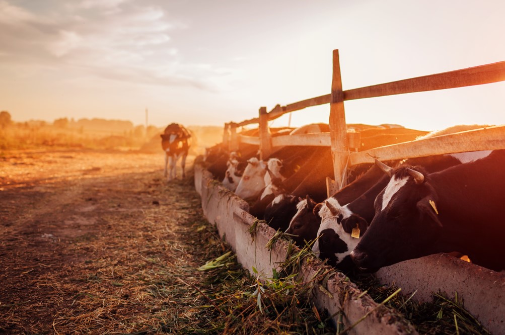 Você mora na região sul de Mato Grosso e tem alguma produção agrícola ou pecuária? Então, venha entender como funciona o crédito rural em Poxoréu, quais são as linhas de crédito existentes e suas finalidades e como contratar. Qual é a importância do crédito para produtor rural? O agronegócio se tornou uma das principais atividades econômicas para o crescimento do país. É por isso que o governo e instituições financeiras privadas têm cada vez mais investido nesse setor, por meio do crédito rural. No Plano Safra 2021/2022, o governo liberou R$ 251,22 bilhões para os produtores brasileiros. Já no Plano Safra 2022/2023, houve um aumento de R$ 89,66 bilhões, chegando ao total de R$ 340,88 bilhões. Os recursos são divididos para diversos tipos de crédito rural e suas linhas, como o Pronaf (Programa Nacional de Fortalecimento da Agricultura Familiar), com R$ 53,61 bilhões, o Pronamp (Programa Nacional de Apoio ao Médio Produtor Rural), com R$ 43,75 bilhões, e para demais produtores e cooperativas, com R$ 243,4 bilhões. Veja mais: Poupança em Primavera do Leste O que é crédito rural? É um tipo de empréstimo ou financiamento destinado para o agronegócio. Existem 4 tipos ou formas de utilizar o crédito rural: investimento, custeio, industrialização e comercialização, que você vai conhecer mais à frente. E nessas divisões, há linhas de crédito rural específicas, como os programas que você conheceu acima. O crédito pode ser utilizado nas mais diversas produções, como agricultura, pecuária, aquicultura e pesca. Crédito rural: como funciona? Ao contratar uma linha de crédito, o produtor ou cooperativa rural recebe uma cédula de crédito rural da instituição credora, que representa a finalidade e a quantia. Dessa forma, o produtor consegue aplicar as mudanças necessárias para melhorar o ciclo produtivo, aumentar a produção ou expandir seu agronegócio. Como conseguir crédito rural? Além dos programas federais, algumas instituições financeiras, como o Sicoob, que estão de acordo com o Manual de Crédito Rural (MCR), podem oferecer crédito rural em Poxoréu, por exemplo, com recursos próprios. Nesse documento, há normas e instruções que orientam as instituições em seus deveres e obrigações. É por isso que algumas delas não têm autorização para atuar com crédito rural para compra de terra. Mas você que é produtor rural, também deve atender alguns requisitos para contratar uma das linhas de crédito rural de Poxoréu, ou de qualquer outro município. Conheça quais são eles: Requisitos para solicitação do crédito rural Agricultor familiar e pequeno agricultor: DAP (Declaração de Aptidão ao Pronaf) válida e renda bruta de até R$ 500 mil Médio produtor rural: enquadrar no Pronampe (Programa Nacional de Apoio às Microempresas e Empresas de Pequeno Porte) e renda bruta entre R$ 500 mil e R$ 2,4 milhões Grande produtor e cooperativos de produção agrícola: renda bruta superior a R$ 2,4 milhões Tipos de crédito rural Como falamos anteriormente, existem 4 tipos. Agricultores familiares, pequenos e médios produtores rurais podem solicitar o crédito rural de custeio e de investimento, com algumas diferenças entre as linhas. Já os grandes produtores e as cooperativas rurais podem utilizar também o crédito de industrialização e comercialização. Entenda melhor sobre eles abaixo: Custeio O produtor consegue utilizar este tipo de crédito para custear algumas despesas do cotidiano, sejam elas necessárias para a produção ou para a melhoria da produção. Assim sendo, é possível comprar fertilizantes, sementes, mudas, ração, vacina, medicamentos, entre outros insumos. O produtor também pode instalar sistemas de irrigação, tratos culturais, armazenagem e até pagar a mão de obra da produção. Investimento Já com este tipo de crédito rural, o produtor pode realizar benfeitorias no ciclo produtivo, desde que ela seja duradoura. É este que alguns denominam como crédito rural para compra de gado (cria e recria), mas além disso, é possível instalar tecnologias sustentáveis (para a preservação ambiental), aplicar técnicas de correção de solo e recuperação de pastagens, comprar máquinas agrícolas, modernizar a infraestrutura e aprimorar as etapas de produção. Comercialização Aqui, é possível financiar o armazenamento e conservação dos produtos agropecuários para garantir a qualidade até a chegada ao mercado. Também é possível utilizar o crédito para receber um adiantamento dos produtos comercializados. Leia mais: Seguro de automóvel Primavera do Leste Industrialização O crédito rural de industrialização só pode ser utilizado para viabilizar a industrialização dos produtos, desde que a pós-produção ocorra dentro da propriedade em que ocorreu a produção. Portanto, o produtor pode financiar insumos, como embalagens, rótulos, condimentos, adoçantes e conservantes, no beneficiamento da produção, para o pagamento de mão de obra, impostos, seguros e manutenção das máquinas e equipamentos agrícolas. Crédito rural Sicoob Inserir vídeo: https://www.youtube.com/watch?v=oo5V0psdusY No Sicoob Primavera MT, você consegue solicitar crédito rural em Poxoréu, para custeio, investimento, comercialização e industrialização na Agência Sicoob, que fica na Av. Brasil, 34 - Centro. Mas você também pode solicitar o crédito rural online pelo App Sicoob, se você já for um cooperado. Caso você ainda não seja, mas quer aproveitar os benefícios de ser um cooperado Sicoob, basta abrir uma conta pelo aplicativo ou em qualquer uma de nossas agências. Confira nossos endereços: Agência PRIMAVERA DO LESTE ENDEREÇO: AV. SÃO JOÃO, 306 CENTRO CEP: 78850-000 TELEFONE: 66 3500 6800 Agência JARDIM PARAÍSO (PRIMAVERA – MT) ENDEREÇO: AV. DAS TAMAREIRAS, 699, RESIDENCIAL BURITIS PRIMAVERA II CEP: 78.850-000 TELEFONE: 66 3500 6800 Agência CAMPO VERDE ENDEREÇO: AV. BRASIL, 714 CENTRO CEP: 78.840-000 TELEFONE: 66 3419 5001 Agência JACIARA ENDEREÇO: AV. PIRACICABA, 685 CENTRO CEP: 78.820-000 TELEFONE: 66 3461-6200 | 66 3461 1782 | 66 3461 1465 Agência CANARANA ENDEREÇO: AV. PARANÁ, 161 CENTRO CEP: 78.640-000 TELEFONE: 66 3478 1703 | 66 3478 3077 Agência PARANATINGA ENDEREÇO: AV. MATO GROSSO, Nº 581 . CENTRO CEP: 78.870-000 TELEFONE: 66 3500 6800 Agência GAÚCHA DO NORTE ENDEREÇO: AV. BRASIL, 324, Centro CEP: 78.875-000 TELEFONE: 66 3500 6800 Agência BOM JESUS DO ARAGUAIA ENDEREÇO: R. Mato Grosso, 12, Centro CEP: 78.678-000 TELEFONE: 66 3500 6800 Agência DOM AQUINO ENDEREÇO: Av. Julio Muller 112, Centro CEP: 78830-000 TELEFONE: (66) 3500 6800 Agência POXORÉU NOVA SEDE - OK ENDEREÇO: AV. BRASIL, 34, Centro CEP: 78.800-000 TELEFONE: (66) 3500 6800 Agência JUSCIMEIRA Endereço Juscimeira: Av Juscelino Kubitschek, sn, Centro. CEP: 78000-810. (66) 35006800