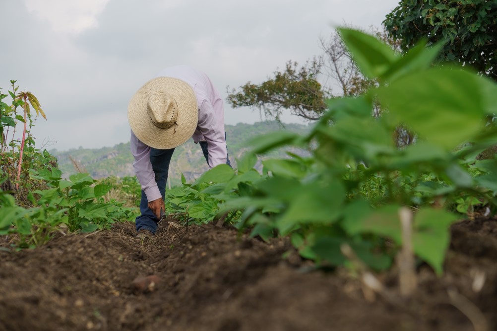 Procurando crédito rural em Dom Aquino? Aqui, você encontra diversas linhas de crédito para melhorar a produtividade ou modernizar sua produção. Há soluções que atendem desde o agricultor familiar até o grande produtor rural. Então, se você estava pensando em solicitar um empréstimo no banco, leia este conteúdo antes para entender o que é o crédito rural, quem pode solicitar, os tipos de crédito e como o agronegócio pode se beneficiar. Boa leitura! Crédito rural: o que é? É um tipo de empréstimo, assim como os financiamentos, contudo, é voltado especificamente para o agronegócio, com o intuito de estimular o crescimento do segmento no Brasil. As produções agropecuárias incluem: pecuária, agricultura, aquicultura e pesca. Dessa forma, produtores rurais de todo o território nacional conseguem encontrar uma instituição financeira que ofereça esta solução financeira em sua carteira de produtos. Mas para que as instituições possam trabalhar com o crédito, precisam estar autorizadas, de acordo com o Manual de Crédito Rural (MCR), um documento que é da responsabilidade do Banco Central do Brasil (BCB). É no MCR que você encontra as regulamentações para as instituições operarem com crédito rural para compra de terras, compra de animais para cria e cria, compra de insumos agrícolas, entre outros. Aliás, para fins informativos, vale ressaltar que não são todas as instituições que oferecem crédito rural em Dom Aquino, que também vão oferecer crédito para compra de imóvel rural. Você deve consultar um consultor ou gerente para saber se esta modalidade está disponível ou se existe alguma outra que possa melhor te atender. Mas o que é cédula de crédito rural? Ao solicitar um empréstimo, a instituição financeira assume um compromisso com você, que é representado na forma de uma cédula de crédito rural. Como o próprio Decreto Lei 167/67 (Art. 9º da Seção I do Capítulo II), é uma promessa de pagamento. Assim sendo, essa cédula é um título que a própria instituição credora emite para o devedor, para que ele utilize a soma para a finalidade específica da modalidade de crédito rural. O que é crédito rural e quais seus principais objetivos? O agronegócio é um setor que tem uma influência muito grande na economia brasileira. Geralmente, a representação do agronegócio no PIB (Produto Interno Bruto) fica em torno de 26%. Veja qual foi a participação do agronegócio dos últimos 3 anos: Em 2019: 26,6%; Em 2020: 24%; Em 2021: 27,4%; A estimativa para o ano de 2022 é que a participação do setor feche em 25,5%. Mas o que de fato esses percentuais significam para o Brasil? E qual é a contribuição do crédito rural para o agronegócio? O agronegócio atrai muitos investimentos e compradores estrangeiros, o que impulsiona a entrada e a circulação de dinheiro no país. De forma direta e indireta, o setor gera milhares de empregos em todos os níveis. É por isso que o governo estimula o desenvolvimento do agronegócio no Brasil. É por meio da administração do Sistema Nacional de Crédito Rural que o Plano Safra direciona os recursos para as diferentes linhas de crédito. Leia mais sobre: Poupança em Primavera do Leste Crédito rural para iniciantes: por onde começar? Antes de tudo, você precisa saber que existem alguns critérios que os produtores rurais devem atender para solicitarem crédito rural em Dom Aquino, e em outros municípios, independentemente da fonte dos recursos: Requisitos para solicitação de crédito rural Agricultor familiar e pequeno produtor - DAP (Declaração de Aptidão ao Pronaf) válida e renda bruta até R$ 500 mil. Médio produtor rural - Enquadrar no Pronampe (Programa Nacional de Apoio às Microempresas e Empresas de Pequeno Porte) e renda bruta entre R$ 500 mil e R$ 2,4 milhões. Grande produtor e cooperativos de produção agrícola - Renda bruta superior a R$ 2,4 milhões. Em segundo lugar, deve procurar por uma instituição que ofereça uma linha de crédito específica para o que você precisa. No entanto, não é porque o crédito rural é voltado para o agronegócio que significa que você pode utilizar qualquer linha para comprar uma máquina agrícola ou viabilizar o armazenamento dos seus produtos. Veja a seguir quais são os tipos de crédito rural. Crédito de custeio Dos pequenos aos grandes produtores rurais, todos têm acesso a este tipo de crédito. Com ele, é possível financiar a compra de insumos essenciais para o início da produção, como rações, vacinas, remédios, sementes, mudas, fertilizantes, entre outros. Outra utilização deste recurso é para tratos culturais para melhorar a produtividade do agronegócio, assim como sistemas para sua melhoria. Além disso, há a opção de utilizar o crédito para o pagamento da mão de obra dos trabalhadores. Crédito de investimento Assim como o crédito anterior, este tipo de crédito rural é aberto para todos os produtores rurais. Contudo, o objetivo deste é promover melhorias que permaneçam por mais de um ciclo produtivo. Portanto, o produtor pode comprar animais para cria e recria, máquinas e equipamentos agrícolas, financiar técnicas de melhoria e recuperação do solo e de preservação ambiental, além de outros investimentos na infraestrutura da produção. Crédito de comercialização Ao contrário dos empréstimos anteriores, o crédito rural para comercialização é voltado apenas para grandes produtores ou cooperativas rurais, que tenham uma escala de produção maior. Dessa forma, este crédito é voltado para a armazenagem e conservação dos produtos agropecuários. Ou seja, para garantir que chegue com qualidade até os compradores ou consumidores. Aqui também é possível utilizar o crédito para adiantar o pagamento das vendas dos produtos. Crédito de industrialização Este crédito rural também serve para grandes produtores e cooperativas apenas para viabilizar as etapas de pós-produção, mas desde que aconteçam dentro da propriedade rural onde ocorreu a produção. Então, com o crédito, você pode investir em beneficiamento e insumos para a industrialização dos produtos. Mas também é possível utilizar para o pagamento de mão de obra, impostos e seguros ou prestação de serviços para manutenção de máquinas e equipamentos. Veja também: Crédito rural em Poxoréu Crédito rural em Dom Aquino Inserir vídeo: https://www.youtube.com/watch?v=oo5V0psdusY Não são apenas os produtores e as cooperativas rurais que podem utilizar o crédito rural. Segundo o Manual do Crédito Rural, esses são todos os beneficiários do empréstimo: Produtor rural (pessoa física ou jurídica); Produtores rurais extrativistas não predatórios; Cooperativa de produtores rurais; Silvícola, desde que, não estando emancipado, seja assistido pela Fundação Nacional do Índio (Funai), que também deve assinar o instrumento de crédito. Pessoa física ou jurídica que se dedique à: Produção de sementes básicas ou de mudas; Produção de sêmen para inseminação artificial e embriões; Atividade pesqueira artesanal e aquicultura com fins comerciais; Atividade florestal; Prestador de serviço em propriedade rural; Pesquisa. Então, agora que você já sabe como solicitar crédito rural em Dom Aquino, vá até a agência Sicoob Primavera MT mais próxima de você e converse com o gerente! Se você já for um cooperado Sicoob, pode pedir crédito rural diretamente pelo App Sicoob. E se você não for, também pode abrir sua conta pelo aplicativo. Agência PRIMAVERA DO LESTE ENDEREÇO: AV. SÃO JOÃO, 306 CENTRO CEP: 78850-000 TELEFONE: 66 3500 6800 Agência JARDIM PARAÍSO (PRIMAVERA – MT) ENDEREÇO: AV. DAS TAMAREIRAS, 699, RESIDENCIAL BURITIS PRIMAVERA II CEP: 78.850-000 TELEFONE: 66 3500 6800 Agência CAMPO VERDE ENDEREÇO: AV. BRASIL, 714 CENTRO CEP: 78.840-000 TELEFONE: 66 3419 5001 Agência JACIARA ENDEREÇO: AV. PIRACICABA, 685 CENTRO CEP: 78.820-000 TELEFONE: 66 3461-6200 | 66 3461 1782 | 66 3461 1465 Agência CANARANA ENDEREÇO: AV. PARANÁ, 161 CENTRO CEP: 78.640-000 TELEFONE: 66 3478 1703 | 66 3478 3077 Agência PARANATINGA ENDEREÇO: AV. MATO GROSSO, Nº 581 . CENTRO CEP: 78.870-000 TELEFONE: 66 3500 6800 Agência GAÚCHA DO NORTE ENDEREÇO: AV. BRASIL, 324, Centro CEP: 78.875-000 TELEFONE: 66 3500 6800 Agência BOM JESUS DO ARAGUAIA ENDEREÇO: R. Mato Grosso, 12, Centro CEP: 78.678-000 TELEFONE: 66 3500 6800 Agência DOM AQUINO ENDEREÇO: Av. Julio Muller 112, Centro CEP: 78830-000 TELEFONE: (66) 3500 6800 Agência POXORÉU NOVA SEDE - OK ENDEREÇO: AV. BRASIL, 34, Centro CEP: 78.800-000 TELEFONE: (66) 3500 6800 Agência JUSCIMEIRA Endereço Juscimeira: Av Juscelino Kubitschek, sn, Centro. CEP: 78000-810. (66) 35006800