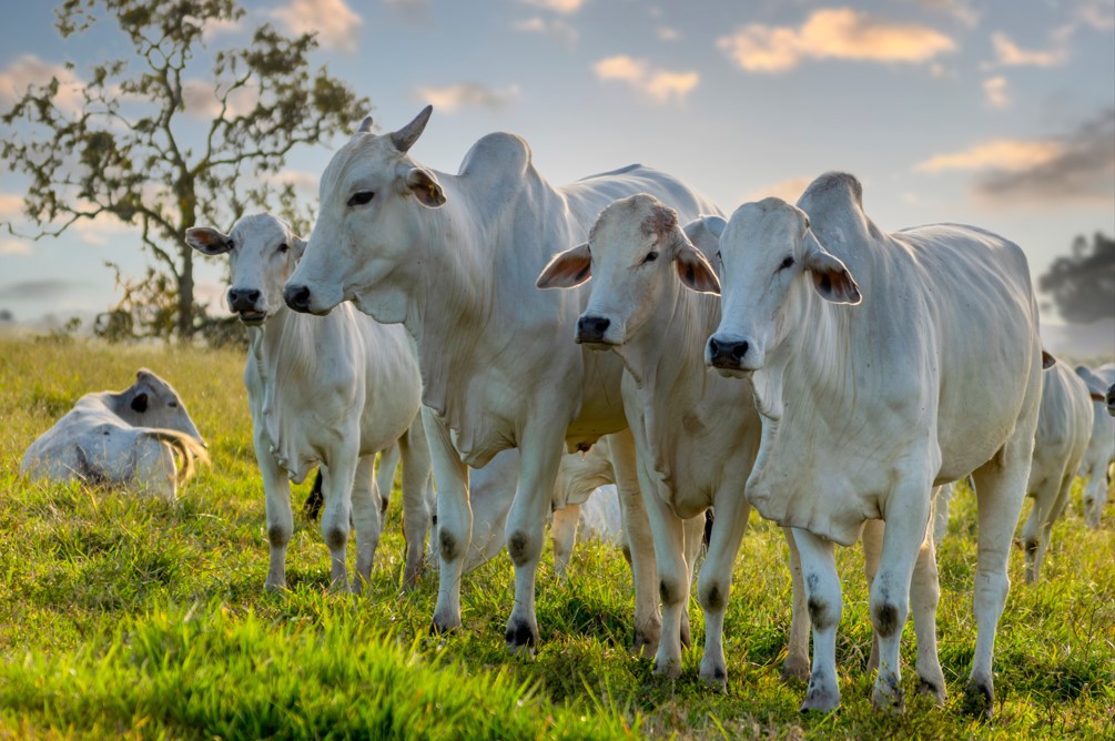 Não sabe onde solicitar crédito rural em Salto do Céu-MT com as melhores condições para seu bolso? No Sicoob União MT/MS, você consegue realizar diversas benfeitorias na sua produção, como: Comprar novas máquinas agrícolas, Aumentar a produção de gado, Ou viabilizar a comercialização dos seus produtos. Leia o conteúdo para saber tudo o que você pode fazer com o crédito rural, como funciona e como solicitar o seu! O que é crédito rural? O crédito para produtor rural é uma modalidade de empréstimo específica para implementar melhorias na propriedade rural onde se realiza a produção agropecuária. E por que existe uma modalidade específica para isso? Justamente para estimular o desenvolvimento do setor agropecuário, que é tão importante para nossa economia. Portanto, com esse crédito, é possível melhorar o ciclo produtivo da agricultura, da pecuária, da pesca e da aquicultura (produção de organismos aquáticos). E para cada necessidade e tamanho de produção, existe um tipo de crédito, que disponibiliza linhas de crédito rural diferentes. Há linhas para mulheres produtoras, para jovens produtores, para o café, para inovações tecnológicas, para a redução da emissão de gases, para melhorar a estrutura, entre muitas outras possibilidades. Os recursos que são destinados às linhas podem vir da própria instituição financeira ou do governo federal. Aliás, é por meio do Plano Safra que o dinheiro é repassado para as instituições, que é um programa que destina as verbas para os tipos de crédito. Para o Plano Safra 2022/2023, foi estabelecido R$ 340,88 bilhões, sendo que R$ 53,61 bilhões para o Pronaf, R$ 43,75 bilhões para o Pronamp e R$ 234,4 bilhões para demais produtores e cooperativas. Essas duas linhas de crédito são o Programa Nacional de Fortalecimento da Agricultura Familiar e o Programa Nacional de Apoio ao Médio Produtor Rural, respectivamente. Mas, o que é um título de crédito rural? Após a aprovação da sua solicitação de crédito ser aprovada, você recebe uma cédula de crédito rural, que é um título representativo do compromisso da instituição e seu. Com ele, você consegue resgatar o recurso e aplicar na modalidade específica. Portanto, é uma forma de garantir que a instituição credora irá disponibilizar o crédito, sendo que a cédula é emitida pela própria instituição. Como funciona o crédito rural em Salto do Céu-MT? https://www.youtube.com/watch?v=nmB6hB3PlRQ Cada um dos tipos de crédito rural serve para um propósito diferente, sendo que há 4 deles: crédito rural de custeio, investimento, comercialização e industrialização. Cada um deles possibilita um tipo de melhoria, como você vai conhecer daqui a pouco. As regras de concessão e utilização do recurso são definidas pelo Manual de Crédito Rural (MCR). Esse é um documento redigido pelo Conselho Monetário Nacional (CMN) e publicado pelo Banco Central do Brasil (BCB). Portanto, é nesse manual que você encontra as regras que autorizam uma determinada instituição financeira trabalhar com crédito rural para compra de terra, entre outras finalidades. Esta linha não é oferecida em todas as instituições autorizadas pelo BCB a operar com crédito rural. Veja também: Poupança em Salto do Céu Tipos de crédito rural em Salto do Céu-MT No Sicoob União MT/MS, você tem à sua disposição os 4 tipos de crédito mencionados anteriormente. Conheça melhor cada um deles: Crédito rural de custeio Qualquer produtor rural pode solicitar o crédito para custeio para financiar a compra de insumos essenciais para o ciclo produtivo. Portanto, isso significa que comprar mudas, sementes, reações, vacinas, remédios, fertilizantes, sistemas de irrigação, entre outras coisas. Também é possível realizar algumas benfeitorias em relação à produção, como tratos culturais (controle de pragas, desbrota, tutoramento etc); às etapas de produção agrícola (beneficiamento e industrialização) e ao ciclo de produção agropecuária (silagem, limpeza, reforma de pastagem entre outros). Por fim, o produtor ainda tem a possibilidade de utilizar o crédito para pagar a mão de obra da sua propriedade, onde é realizada a produção. Crédito rural de investimento Pequenos, médios e grandes produtores rurais podem utilizar o crédito rural em Salto do Céu-MT para benfeitorias na sua produção, desde que permaneçam por vários ciclos. Dessa forma, é possível financiar máquinas agrícolas, veículos pesados e equipamentos rurais, implementar técnicas para melhoria do solo ou tecnologias sustentáveis, modernizar as etapas da produção e melhorar a infraestrutura. Este também é um crédito rural para compra de gado, para animais de cria e recria. Contudo, não é possível utilizar o crédito para compra de imóvel rural. Caso essa seja sua intenção, então você deve participar do consórcio rural do Sicoob! Crédito rural de comercialização Ao contrário dos créditos anteriores, apenas produtores rurais de grande porte e cooperativas rurais podem solicitar o crédito, já que a utilização do recurso é voltada para grandes produções. Enfim, este tipo de crédito permite que o produtor utilize o recurso para financiar o armazenamento e a conservação dos produtos, para garantir que cheguem ao mercado com boa qualidade. Além disso, o produtor também pode utilizar o crédito para adiantar o pagamento da venda de seus produtos. Crédito rural de industrialização Assim como o crédito anterior, este é destinado para produções de grande escala. Contudo, aqui serve para financiar as etapas de pós-produção que acontecem dentro da propriedade rural onde ocorreu a produção dos produtos. Desse modo, é possível comprar insumos para a industrialização dos produtos, como rótulos, embalagens, conservantes, adoçantes, condimentos, pagar mão de obra, financiar melhorias no beneficiamento e pagar impostos e seguros. Como conseguir crédito rural? Veja quais são os requisitos para os produtores rurais solicitarem crédito rural no Sicoob nas instituições, de acordo com seu tamanho: Requisitos para solicitação de crédito rural Agricultor familiar e pequeno produtor - DAP (Declaração de Aptidão ao Pronaf) válida e renda bruta até R$ 500 mil. Médio produtor rural - Enquadrar no Pronampe (Programa Nacional de Apoio às Microempresas e Empresas de Pequeno Porte) e renda bruta entre R$ 500 mil e R$ 2,4 milhões. Grande produtor e cooperativos de produção agrícola - Renda bruta superior a R$ 2,4 milhões. Além disso, não é necessário que o produtor rural seja Pessoa Jurídica, Pessoa Física também pode solicitar crédito rural em Salto do Céu-MT. Aliás, não só produtos podem utilizar o recurso, como também outras figuras, como: Produtores rurais extrativistas não predatórios; Silvícolas (indígenas) assistidos pela Fundação Nacional do Índio (Funai); Agentes que trabalhem com produção de sementes, mudas, sêmen e embriões. Prestadores de serviço para propriedade rural; Agentes que atuem com pesquisas e atividade florestal; Produtores de atividade pesqueira artesanal e aquicultura com fins comerciais. Sicoob: Crédito rural em Salto do Céu-MT Se você já for um cooperado Sicoob, consegue solicitar crédito rural online pelo App Sicoob. Mas se você ainda não for, pode abrir sua conta primeiro e depois fazer o pedido. Mais que uma escolha financeira-soluções para o que você precisar-procurando um jeito mais prático, digital e justo de cuidar do seu dinheiro?-acho!-Faça parte E se você preferir, sendo cooperado ou não, pode ir até uma das agências da cooperativa Sicoob União MT/MS e conversar diretamente com o gerente. Veja os endereços das agências: Agências Sicoob União (MS) Agência Campo Grande Via Park Rua Caliandra, 357, Vivendas do Bosque CEP: 79021-160 - Campo Grande - MS (67) 3047-0101 Sidrolândia Av. Dorvalino dos Santos, 510, Centro CEP: 79170-000 - Sidrolândia - MS (67)3272-7750 Escritório Costa Rica Av. José Ferreira da Costa, 914 A, Centro CEP: 79550-000, Costa Rica - MS, (67) 9 8147-0607 Agência Chapadão do Sul Av. 6, n° 651, Centro CEP: 79560-000 - Chapadão do Sul - MS (67) 9 9929-2435/ 9 9833-0980 Agência Paranaiba - MS Rua Coronel Carlos, 1786, Centro CEP: 79.500-00 - Paranaíba - MS (65) 67 9 8156-9012 Agências Sicoob União (MT) Agência Tribunal de Justiça Av. Historiador Rubens de Mendonça, Anexo ao Tribunal de Justiça, Centro Político CEP: 78000-000 - Cuiabá-MT (65) 3901-7100 Agência Shopping Popular Av. Manoel José de Arruda, Anexo ao Shopping Popular, Dom Aquino CEP: 78015-000 - Cuiabá-MT (65) 3645-3305 Agência Federal (Av. do CPA) Av. Historiador Rubens de Mendonça, 1047, Araés CEP: 78005-725 - Cuiabá-MT (65) 3901-7040 Agência IFMT Av. Marechal Deodoro, 1419, Centro Norte, CEP: 78005-100 - Cuiabá - MT (65)3319-4600 Agência Campo Novo do Parecis Av. Paraná, 600, Centro CEP: 78360-000 - Campo Novo do Parecis-MT (65) 3382-5950 Agência Nova Mutum/MT Av. Mutum, 181, Centro CEP: 78450-000 - Nova Mutum-MT (65) 3371-1100 Agência UFMT Av. Fernando Corrêa da Costa, 3414, Jardim Shangri-Lá CEP: 78070-200 - Cuiabá, MT (65) 3618-3800 Agência Araputanga Av. Castelo Branco, 420, Centro CEP: 78260-000 - Araputanga - MT (65) 3261-5400 Agência Santa Rita do Trivelato Rua Arará, 2034, Centro CEP: 78453-000 - Santa Rita do Trivelato - MT (65) 3529-6427 Agência Salto do Céu Av Pedro Pedrossian, Nº 12, QD, 24 CEP: 78270‑000 - Salto do Céu - MT (65) 9 811-7837 Escritório São José do Rio Claro Avenida Argentina, 363, CEP: 78435-000 (65) 9 9298-1119 Agência Palmeiras Avenida Minas Gerais, 1269, Jardim das Palmeiras - CEP: 78360-000 Campo Novo do Parecis -MT (65) 9 9647-4534