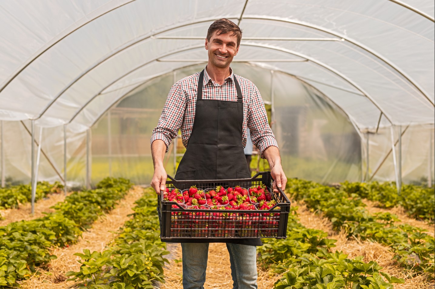 Com o crédito rural em Araputanga-MT, você consegue colocar em prática qualquer projeto que estava esquecido na gaveta. Você pode modernizar sua produção, aumentar a produtividade e expandir seu negócio. Há diversas possibilidades para você realizar com o Sicoob União MT/MS, como comprar novas máquinas agrícolas, aumentar seu gato ou implementar sistemas de irrigação de última geração. Continue lendo para saber como funciona o crédito rural e tudo o que você vai conseguir fazer com ele! O que é crédito rural? O mercado financeiro oferece uma carteira de produtos e serviços bem variada para as pessoas. Há diversos tipos de crédito para as pessoas conseguirem realizar seus sonhos. Um deles é o crédito rural, que funciona como qualquer outro tipo de empréstimo, contudo, este é específico para o agronegócio. Portanto, qualquer atividade do setor consegue solicitar este crédito em uma instituição financeira, como a pecuária, a agricultura, a pesca e a aquicultura. Contudo, apenas as instituições autorizadas pelo Banco Central do Brasil podem trabalhar com o crédito para produtor rural. Todas as exigências estão descritas no Manual de Crédito Rural (MCR), que é responsabilidade do Conselho Monetário Nacional (CMN). Portanto, é neste documento que as instituições financeiras devem se basear se quiserem trabalhar com crédito rural para compra de terra, de gado ou de máquinas. E o que é título de crédito rural? Ao fazer uma solicitação em alguma instituição financeira, seu pedido é analisado e, se for aprovado, você recebe um título, ou cédula, de crédito rural em Araputanga-MT. É nada menos do que a representação do compromisso da instituição com o devedor. Nesse título, fica descrito o valor e a finalidade do crédito. Dessa forma, você também precisa cumprir com suas obrigações de pagador. Crédito rural: como funciona? Há 4 tipos de crédito rural em Araputanga-MT, de custeio, investimento, comercialização e industrialização, e cada um deles oferece modalidades cujos recursos podem ser ofertados por instituições financeiras privadas, por programas do governo, da poupança rural ou da Letra de Crédito do Agronegócio (LCA). Alguns exemplos de linhas de crédito rural são do Recursos do Fundo de Defesa da Economia Cafeeira, como o Funcafé Custeio e o Funcafé Estocagem, disponíveis para grandes produtores e cooperativas de produtores rurais. Os produtores rurais de médio porte, assim como os de pequeno e grande, podem contar com a linha de Recursos Próprios Livres (RPL) para o crédito rural de custeio e investimento. Estes produtores também têm acesso às linhas de crédito do Programa Nacional de Apoio ao Médio Produtor Rural (Pronamp). Já para pequenos produtores e agricultores familiares, há diversas linhas do Programa Nacional de Fortalecimento da Agricultura Familiar, como: Pronaf Mulher, Pronaf Jovem, Pronaf Agroecologia, entre muitos outros. Veja também: Poupança em Araputanga Como conseguir crédito rural em Araputanga-MT? Para solicitar o crédito, o produtor rural precisam de enquadrar nas seguintes condições: Requisitos para solicitação de crédito rural Agricultor familiar e pequeno produtor - DAP (Declaração de Aptidão ao Pronaf) válida e renda bruta até R$ 500 mil. Médio produtor rural - Enquadrar no Pronampe (Programa Nacional de Apoio às Microempresas e Empresas de Pequeno Porte) e renda bruta entre R$ 500 mil e R$ 2,4 milhões. Grande produtor e cooperativos de produção agrícola - Renda bruta superior a R$ 2,4 milhões. Mas não só os produtores rurais (pessoa física e pessoa jurídica) podem solicitar o crédito rural, como também outros indivíduos que estão envolvidos no agronegócio, como: Produtores rurais extrativistas não predatórios; Indígenas que sejam assistidos pela Fundação Nacional do Índio (Funai); Pessoas que trabalhem com: Produção de sementes e mudas; Produção de sêmen para inseminação artificial e de embriões; Atividade pesqueira artesanal; Aquicultura com fins comerciais; Atividade florestal; Prestação de serviços em propriedade rural; Pesquisa para o agronegócio. Crédito rural no Sicoob https://www.youtube.com/watch?v=nmB6hB3PlRQ Se você precisa de crédito rural em Araputanga-MT, pode contar com o Sicoob União MT/MS para te ajudar! Na agência de Araputanga, você encontra os 4 tipos de crédito e, inclusive, pode solicitar o crédito rural online diretamente pelo App Sicoob. Basta fazer sua conta digital e aproveitar todas as facilidades de ser um cooperado! Veja o que você consegue fazer com cada um deles: Custeio Pequenos, médios e grandes produtores têm acesso ao crédito rural de custeio para comprar insumos essenciais para sua produção e mudanças que vão melhorar a produtividade, como: Sementes; Mudas; Ração; Vacinas; Remédios; Fertilizantes; Defensivos agrícolas. Mas também é possível utilizar o crédito rural em Araputanga-MT para sistemas de irrigação, tratos culturais, armazenagem e até o pagamento de mão de obra. Investimento Este tipo de crédito também pode ser utilizado por todos os produtores rurais para implementar melhorias que beneficiem a produção por vários ciclos produtivos, como: Técnicas de recuperação de solo; Métodos de preservação ambiental ou redução de riscos; Máquinas e equipamentos agrícolas; Benfeitorias na infraestrutura; Projetos de melhoria genética. Aliás, também é crédito rural para compra de gado, já que é possível comprar animais de cria a recria, que inclui rebanhos bovinos, suínos, ovinos, caprinos, equinos, muares (mulas), asininos (jumentos) e bufalinos. Comercialização Ao contrário dos tipos de crédito anteriores, o crédito rural de comercialização está disponível apenas para grandes produtores rurais e cooperativas rurais, justamente porque ele serve para suprir a necessidade que grandes produções têm e pequenas produções não têm. Dessa forma, o principal objetivo é garantir a qualidade dos produtos agropecuários para o consumidor, que inclui financiamento de armazenagem e conservação. Contudo, também é possível utilizar o recurso para a antecipação de recebíveis. Industrialização Assim como o anterior, o crédito rural em Araputanga-MT de industrialização é voltado apenas para grandes produções, para que os produtores realizem benfeitorias nas etapas de pós-produção, como: Beneficiamento dos produtos; Insumos para a industrialização, como a compra de rótulos, embalagens, conservantes, adoçantes, corantes, entre outros; Mão de obra; Prestação de serviços de manutenção das máquinas e equipamentos; Impostos e seguros. Crédito rural em Araputanga-MT No Sicoob, o crédito rural está disponível para todos os cooperados. Você pode ir até a agência Araputanga, na Av. Castelo Branco, 420, Centro para conversar com seu gerente. Mas se preferir, pode fazer a solicitação diretamente pelo aplicativo.Ou ainda pelo telefone (65) 3261-5400 | (65) 65 9624-5037. Mas caso você ainda não seja um cooperado, precisa abrir sua conta primeiro. Clique no banner abaixo e crie sua conta em minutos! Mais que uma escolha financeira-soluções para o que você precisar-procurando um jeito mais prático, digital e justo de cuidar do seu dinheiro?-acho!-Faça parte