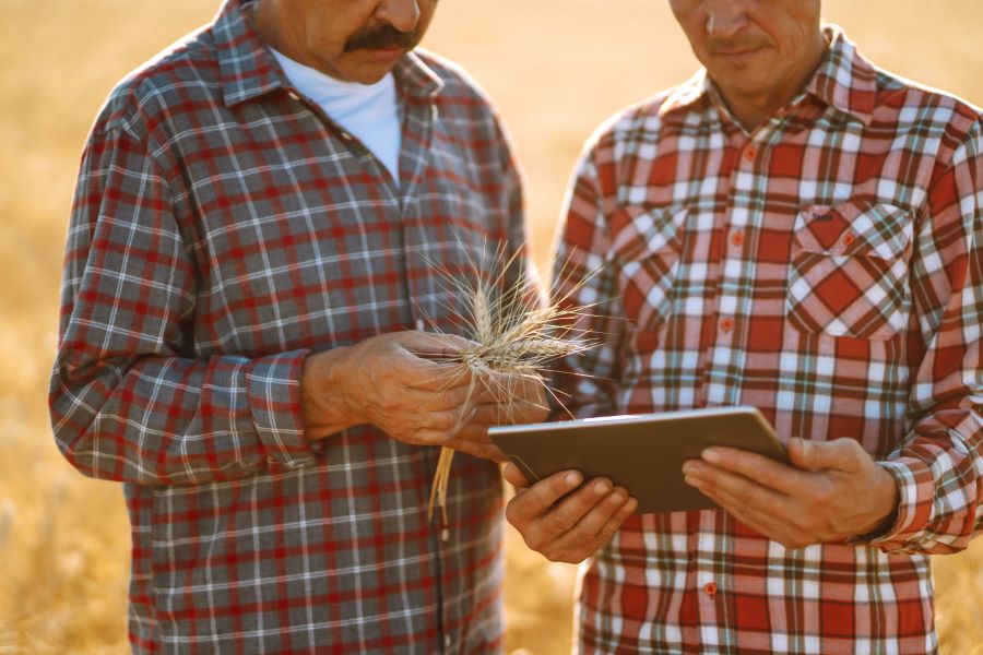 Homens produtores rurais ou agricultores familiares no campo com tablet na mão.